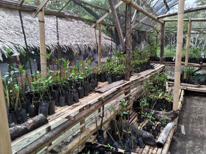 KUFA established a nursery for the mangrove seedlings to ensure that they are properly propagated before they are transplanted. (Photo / Retrieved from Manila Bulletin)